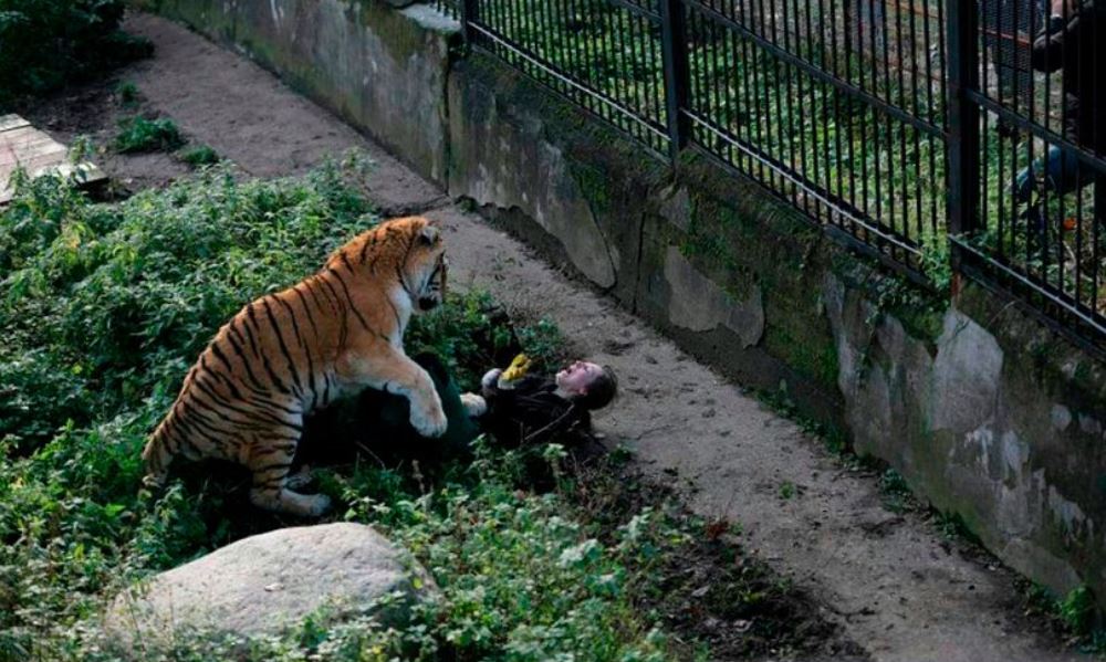 Harimau Siberia Serang Petugas Kebun Binatang