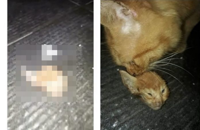 Nggak Suka Kucing Tetangga Tega Penggal Kepala Hewan Peliharaannya Pemilik Syok