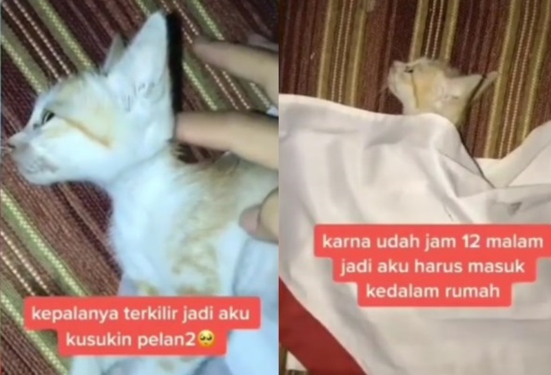 Aksi Heroik Seseorang Selamatkan dan Rawat Kucing yang Tertabrak 