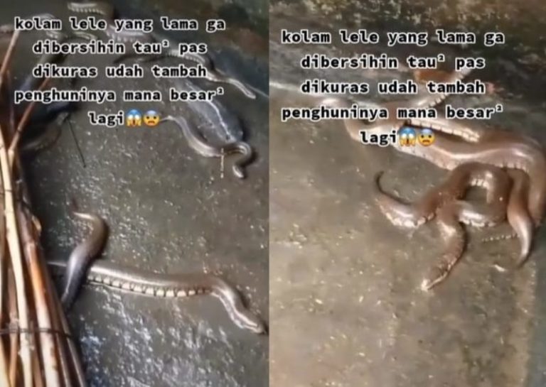 Viral Penampakan Kolam Lele Jadi Sarang Ular Akibat Lama Tak Dikuras Ngeri