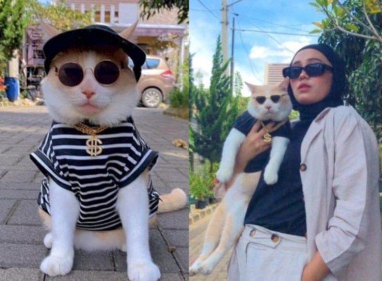 Sempat Bikin Netter se Indonesia Khawatir Pororo Kucing TikTok Akhirnya Ditemukan