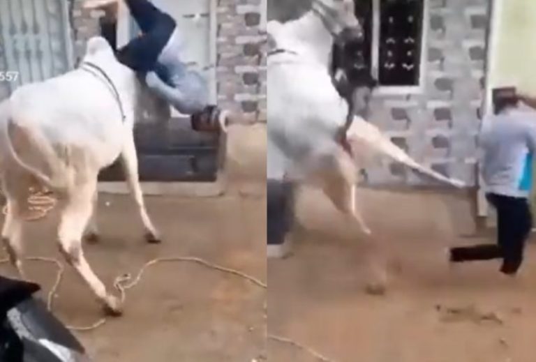 VIRAL Video Sapi Kurban Ngamuk ke Petugas Hingga Keluarkan Jurus Kungfu