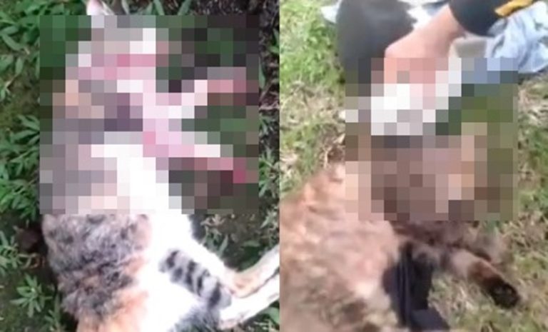 Geger Banyak Kucing Mati di Area Sesko TNI Bandung Ternyata Ditembak Jenderal Bintang Satu