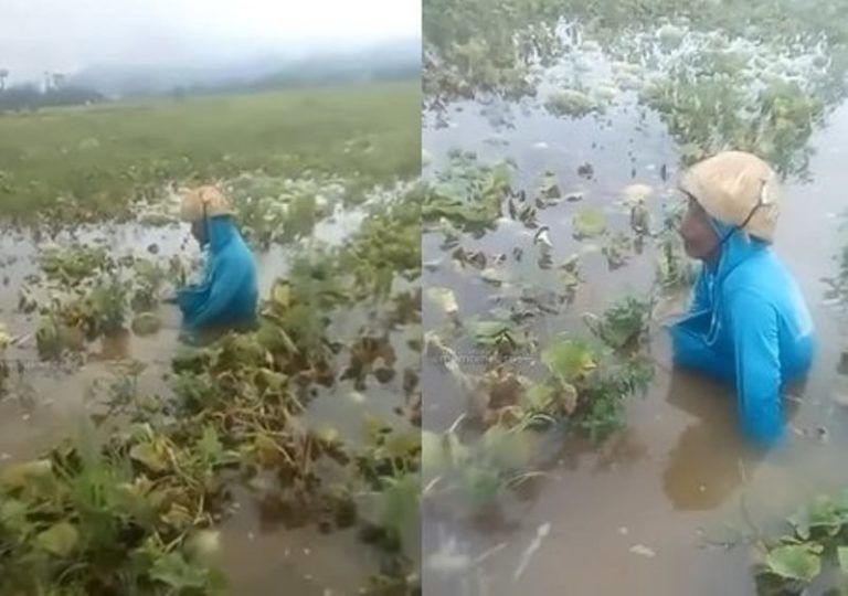 Pilu Petani Melon Menangis Tersedu sedu Lihat Ladang Miliknya Kebanjiran dan Gagal Panen