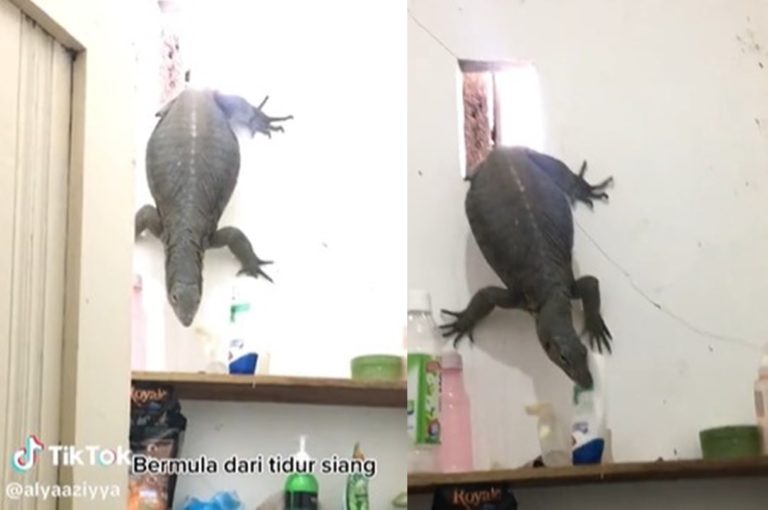 Menyelinap Masuk Biawak Besar Kepergok Santuy Nemplok di Dinding Kamar Mandi